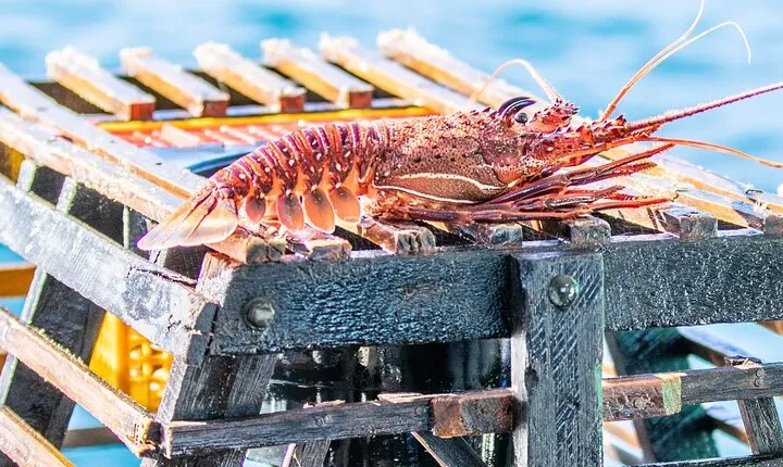 Kalbarri Rock Lobster Pot Pull Tour