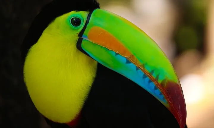 Combined Tour all day Bridges + Volcano + Lunch + Waterfall