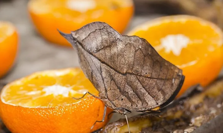 Butterfly Sanctuary and Lunch Experience with Transport