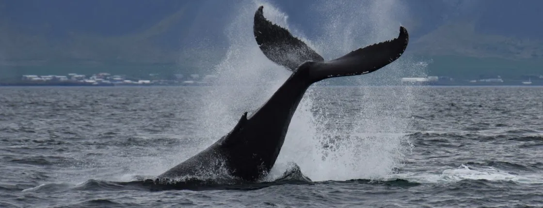 Whale watching classic from Reykjavik