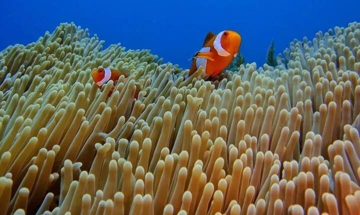 Bali Snorkeling Trip at USS Liberty Shipwreck With Hotel Transfers