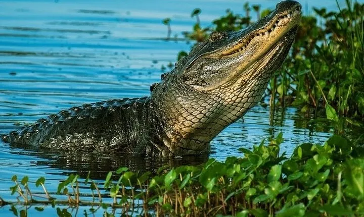  Private Everglades Tour: Explore the Beauty of the Everglades