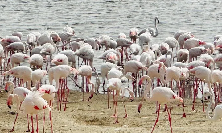 Al Wathba Wetland Reserve and Fossil Dune Experience Abu Dhabi