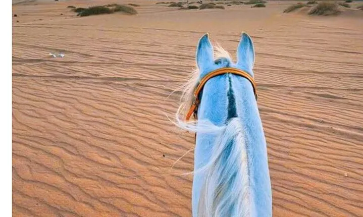 Arabian Horse Riding in Doha