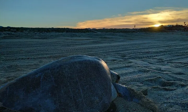 Turtle Night Patrol a Conservation Adventure in Los Cabos