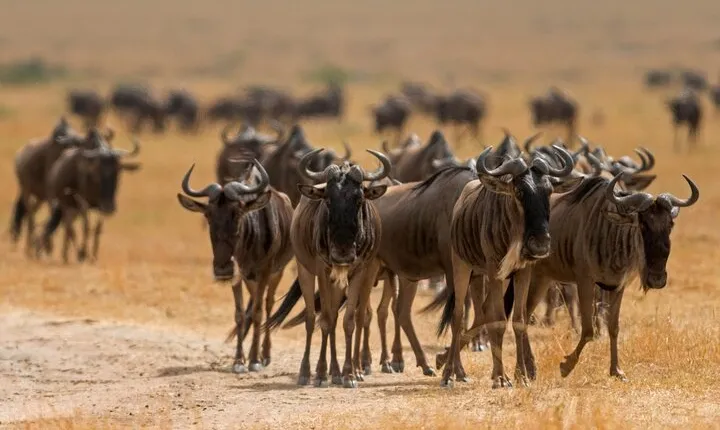 Tanzania Serengeti National Park Adventure Trip