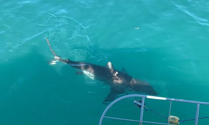 Shark Diving