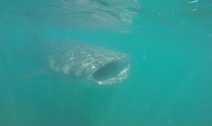Snorkel Tour with Whale Shark in La Paz