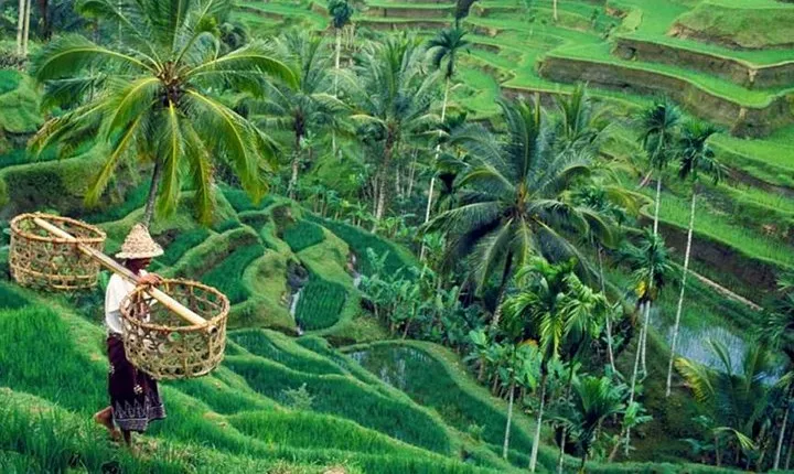 All inclusive Ubud private tour