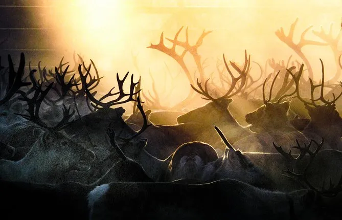 All Day Reindeer Adventure