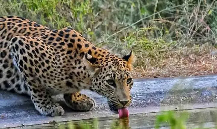 6-Days Golden Triangle Tour with Jhalana Safari & Cooking Class