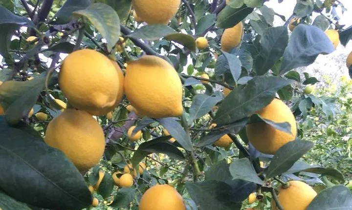 Visit the Biggest Lemon Farm in Greece