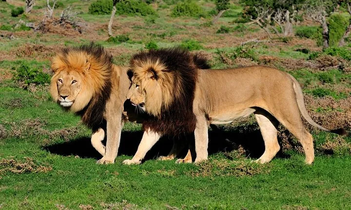 4-Day Guided Tour in Kruger National Park and Panorama Route