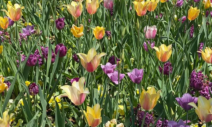 Dallas Arboretum and Botanical Gardens Tour