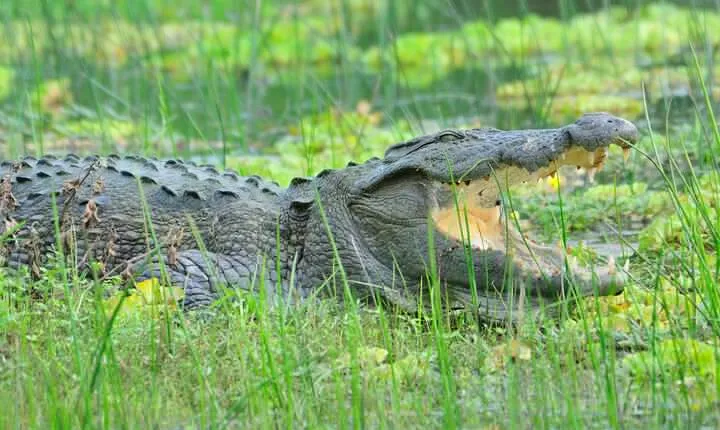 Glamping & Safari - Wilpattu National Park 1 night 2 days