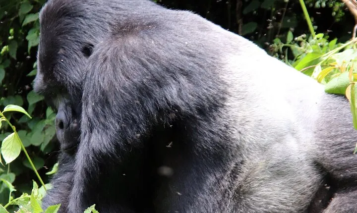 12-Day Big 5, Chimp & Gorilla Trekking Safari