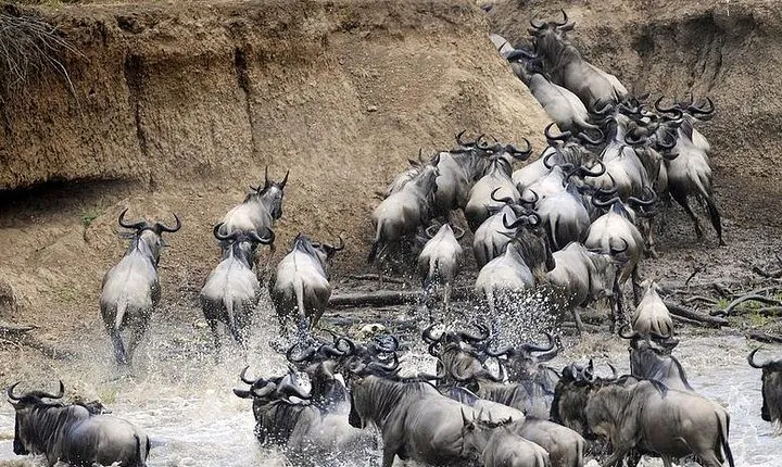 3 Day Private Lodge Safari in Serengeti National Park