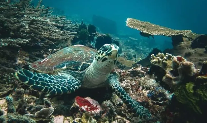 Half Day Blue Lagoon and Tanjung Jepun Snorkeling