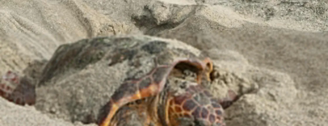 Sal Turtle Nesting Beach Tour