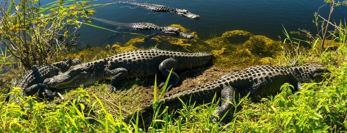 Everglades National Park nature walk & air boat ride