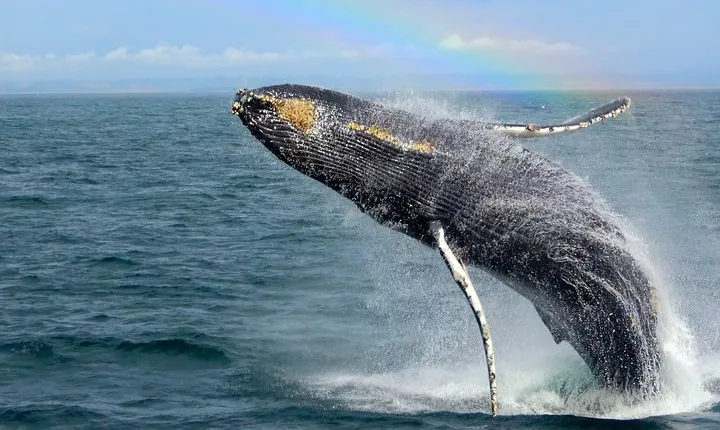 Whale Watching Tour