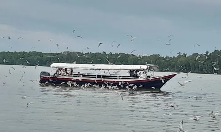 Kuala Selangor Firefly with eagle feeding and Sky mirror Tour