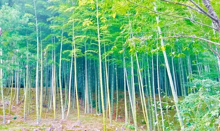 Half-Day Private Guided Tour to Arashiyama, Kyoto