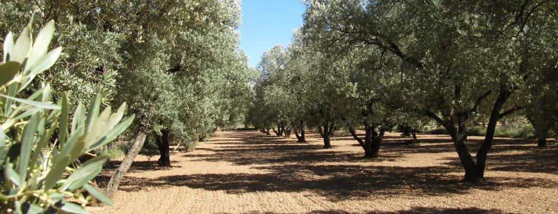 Olive oil tour and visit to the historical village of Belchite
