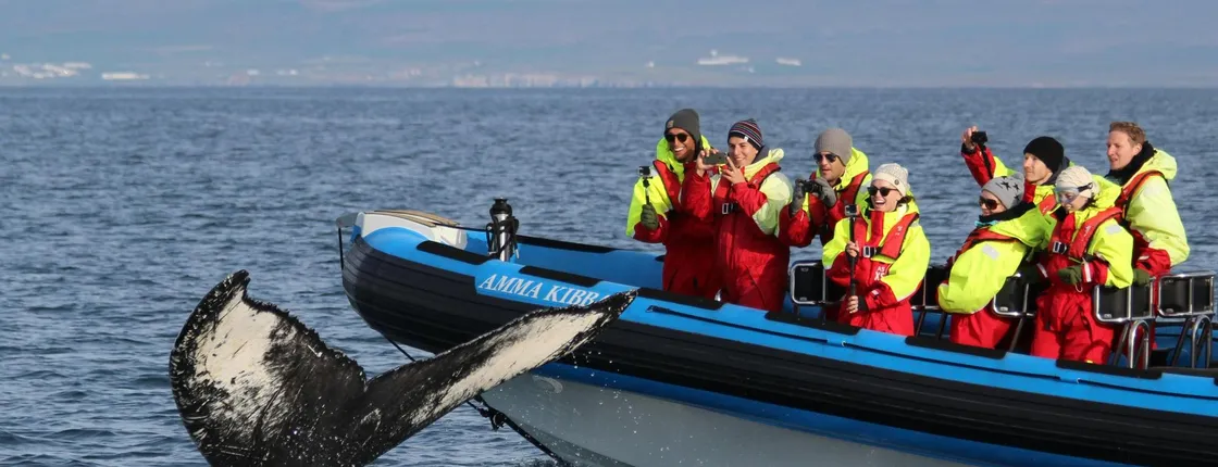 Húsavík whale safari and Puffin Island RIB boat tour
