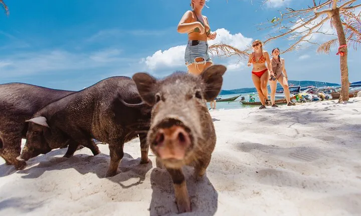 Pig Feeding, Kayaking, Snorkeling Trip at Pig Island By Speedboat From Koh Samui
