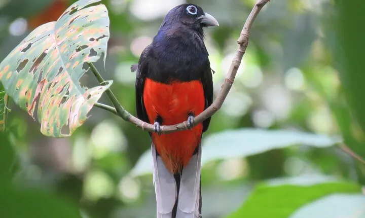 Birdwatching (OSA)