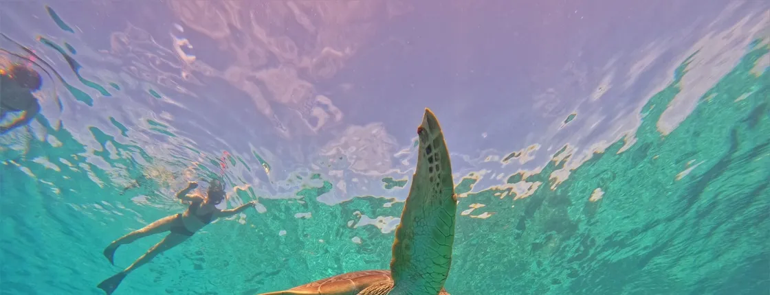 Shared Snorkeling Tour in Gili Islands
