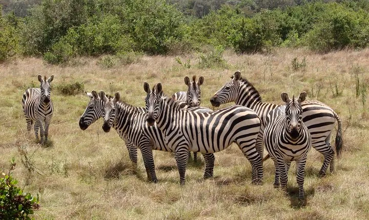 2 Days lake mburo safaris