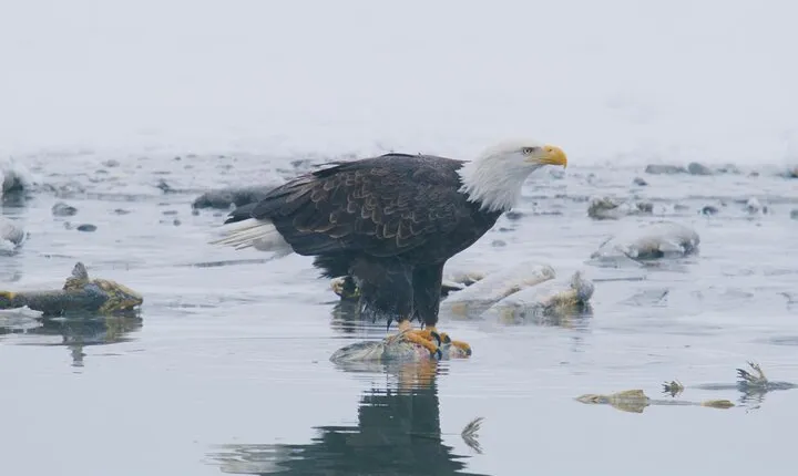Raptor Encounters at the Alaska Odyssey Theater