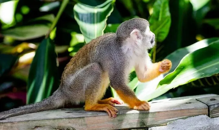 Monkeyland Adventure Tour with Family-Friendly Activities