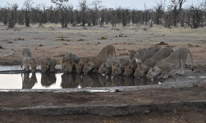 9 Day Best Of Northern Botswana & Victoria Falls - Mix of WildCamping & Lodges