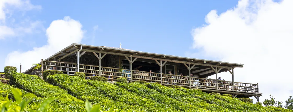 Mauritian Tea Route Tour with Bois Chéri factory and Plantation