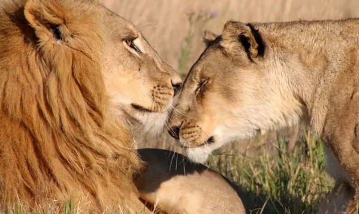Half day Nairobi National Park tour from Nairobi