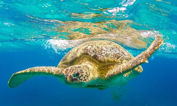 Marsa Mubarak Snorkeling & Dive with Lunch & Transfer –Marsa Alam