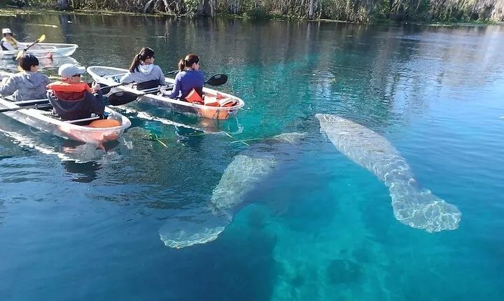 Clear Kayak or Paddleboard Manatee Adventure
