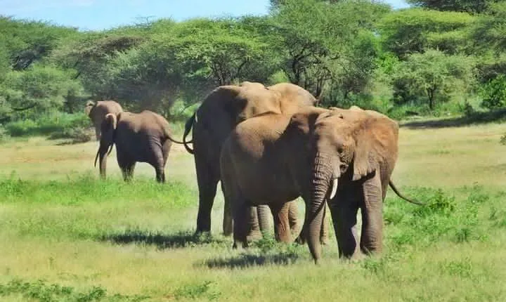 4 Days Tanzania Camping Safari