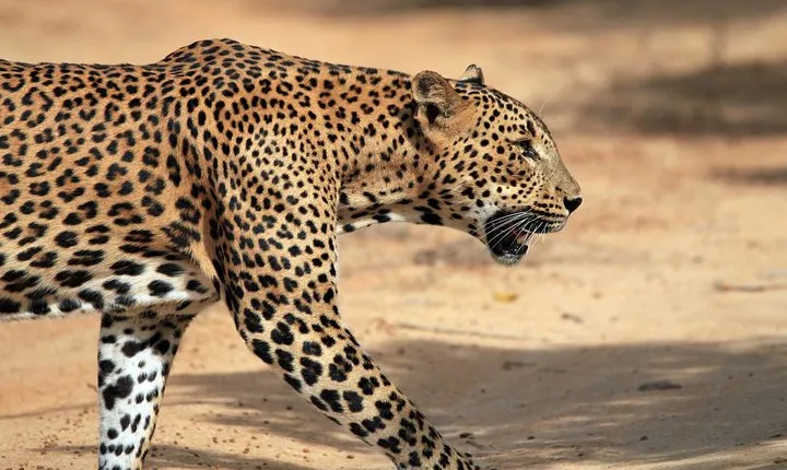 Yala Safari Tour from Hambantota Port (Shore Excursion)