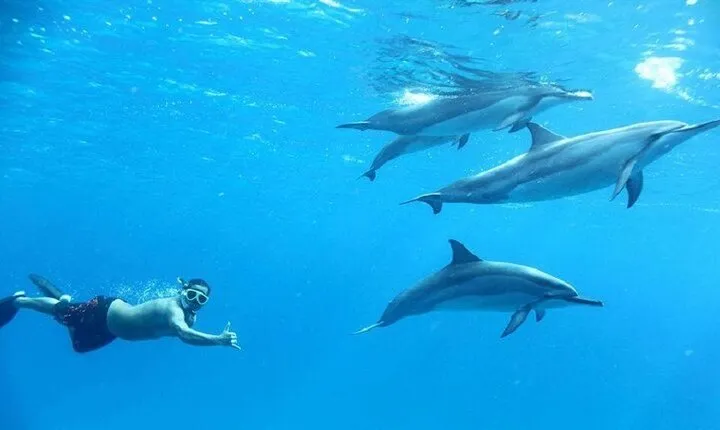 Swim With Dolphins Sea Trip With Lunch & Transfer - Marsa Alam