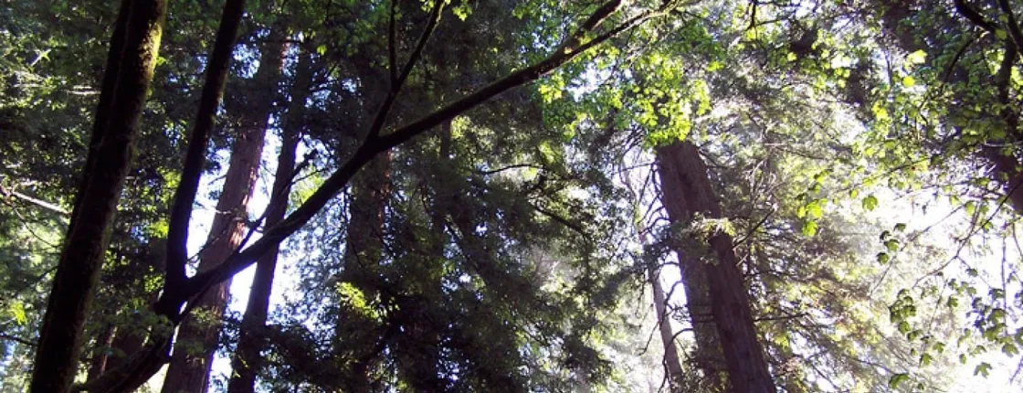 Muir Woods to California's Coastal Redwoods tour