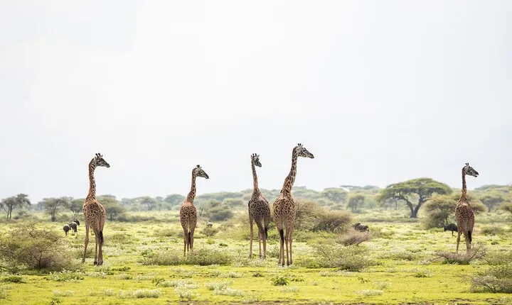 Arusha National Park Game Drive And Walking Tour Private Day Trip