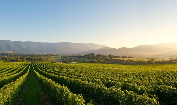 Laid back,Small-Group Yarra Valley Wine Tour: Wine, Gin and Cider