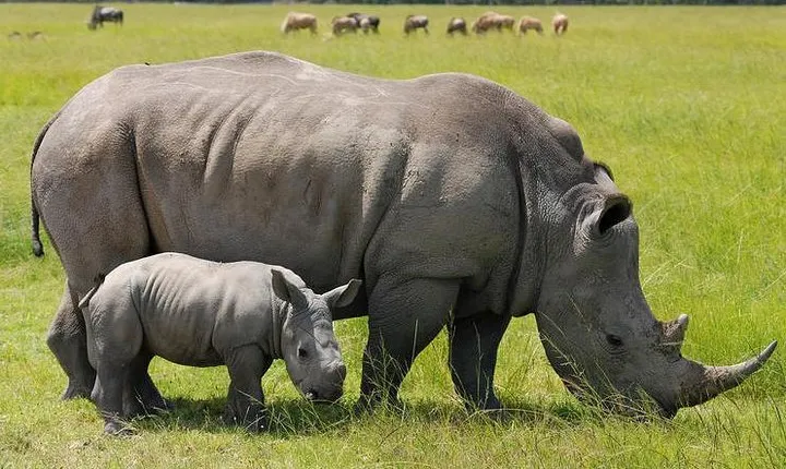 10 Days Maasai Mara photographer safari