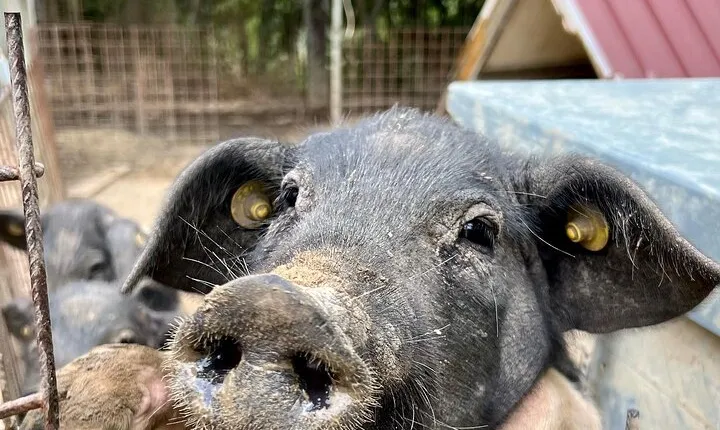 Discover Montepulciano: Cinta Senese Pigs, Lunch & wine in a Farm