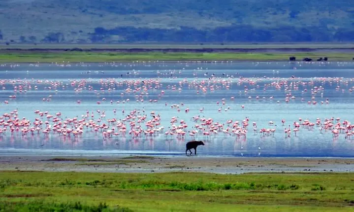 2 Day Budget Tour- Lake Manyara - Ngorongoro Crater from Arusha