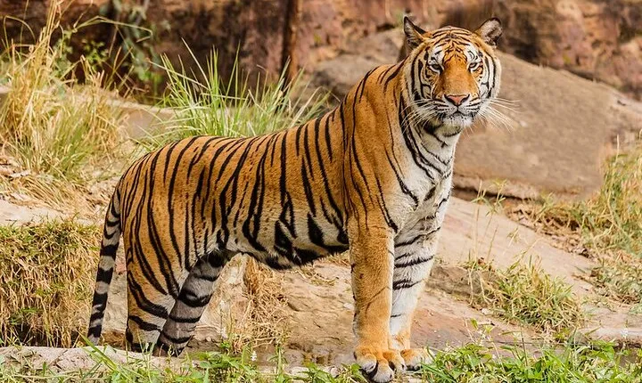 Ranthambhore Tiger Tour of Delhi, Agra, and Jaipur 5 Star Hotel
